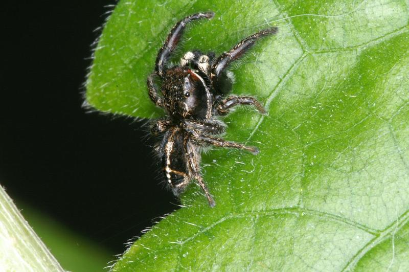 Pellenes_tripunctatus_D3055_Z_87_NP De Hoge Veluwe_Nederland.jpg